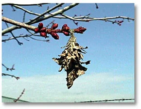 Bagworms — photo 10