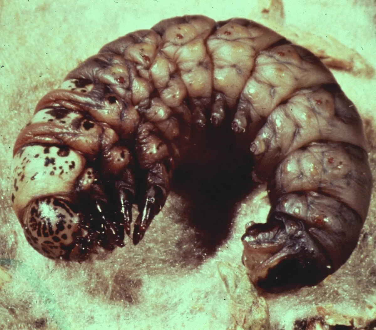 Bagworms — photo 2