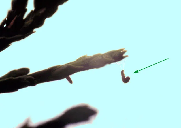 Bagworms — photo 3