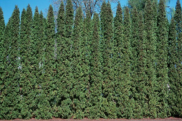 Bagworms — photo 4