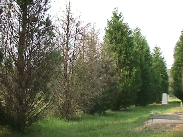 Bagworms — photo 5