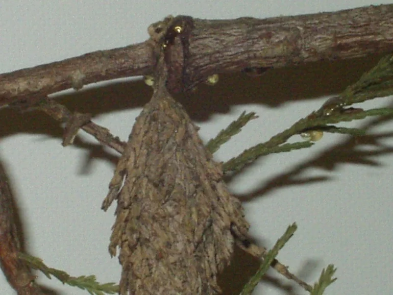 Bagworms — photo 6