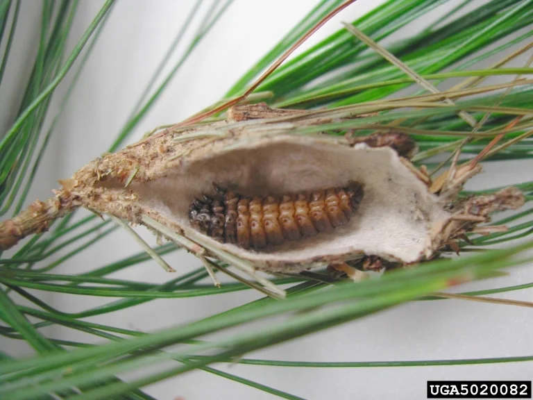 Bagworms — photo 7