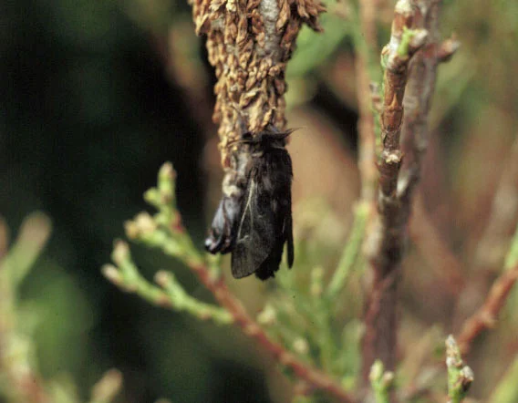 Bagworms — photo 8