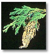 Bagworms — photo 9