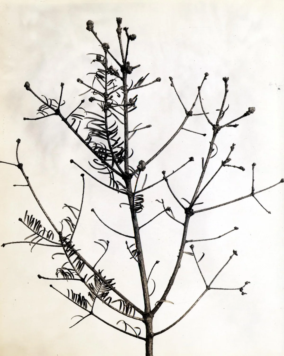 Balsam Twig Aphid — photo 3