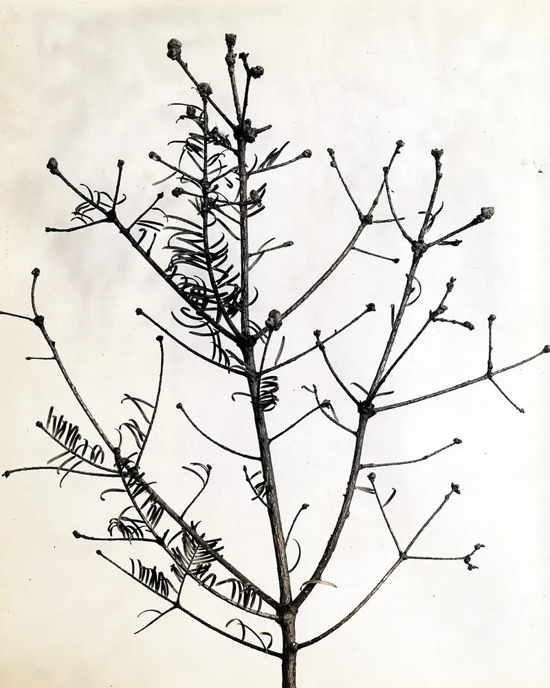 Balsam Woolly Adelgid (N/A) β pest in Middle Tennessee