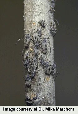 Bark Aphids — photo 2