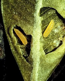 Boxwood Leafminer — photo 2