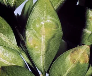 Boxwood Leafminer — photo 3