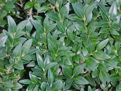 Boxwood Leafminer Management — photo 2