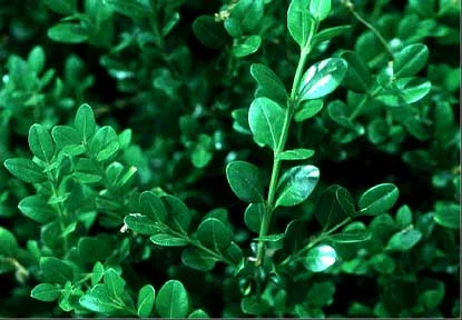 Boxwood Leafminer Management — photo 3