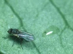 Boxwood Leafminer Management — photo 6