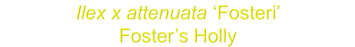 Boxwood Leafminer Management — photo 7