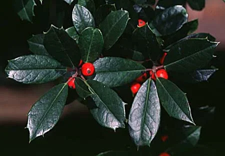 Boxwood Leafminer Management — photo 8