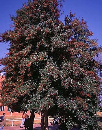 Boxwood Leafminer Management — photo 9