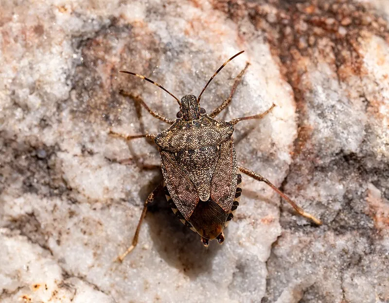 Brown Marmorated Stink Bug (Halyomorpha halys) β pest in Middle Tennessee
