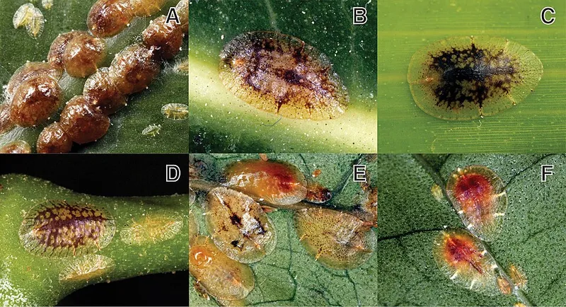 Brown Soft Scale (Coccus hesperidum) β pest in Middle Tennessee