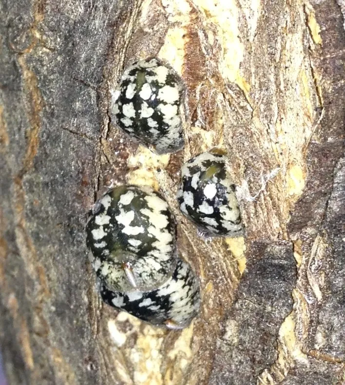 Calico Scale (N/A) β pest in Middle Tennessee