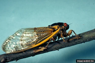Cicadas — photo 2