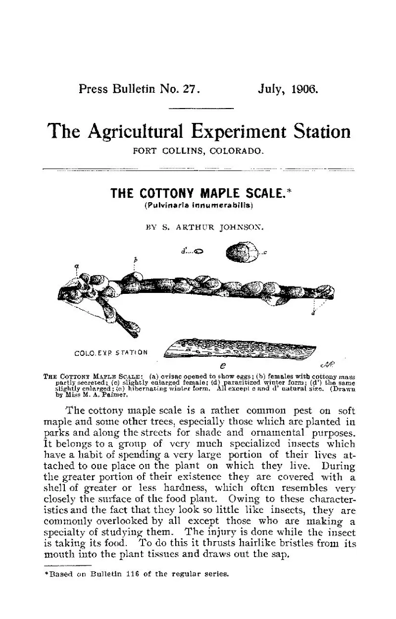 Cottony Maple Scale (N/A) β pest in Middle Tennessee