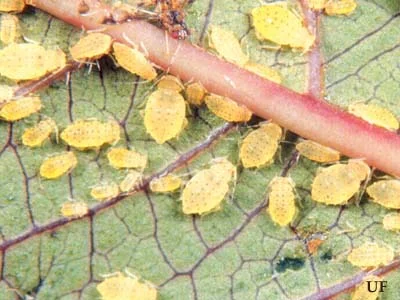 Crape Myrtle Aphid — photo 2