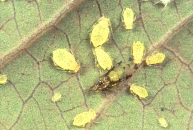 Crape Myrtle Aphid — photo 3