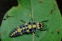 Crape Myrtle Aphid — photo 4