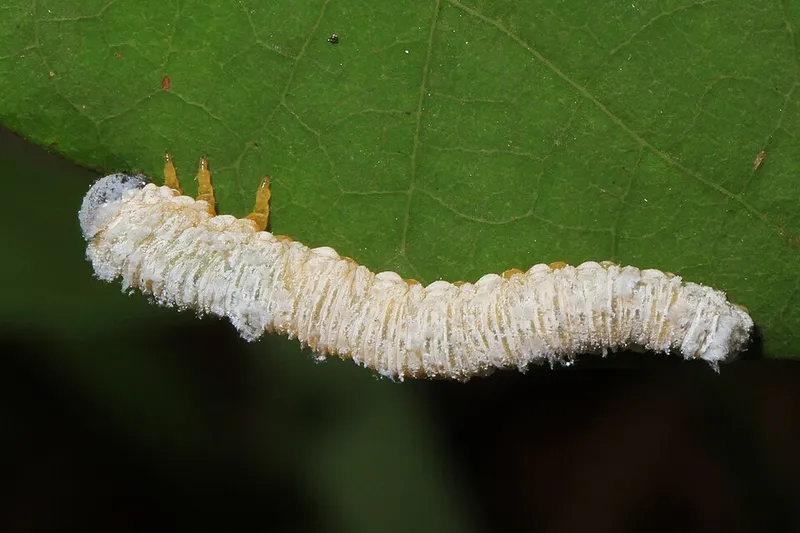 Dogwood Sawfly (N/A) β pest in Middle Tennessee