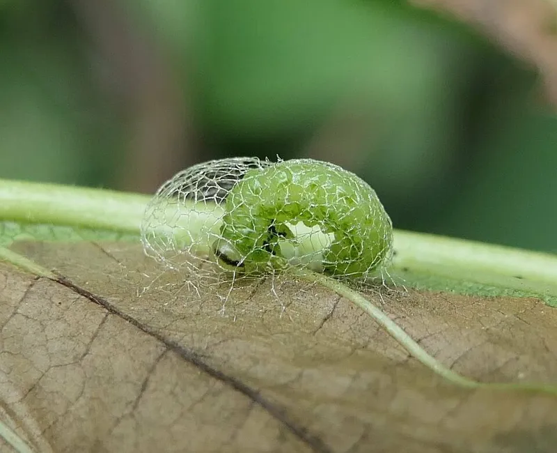 Elm Zigzag Sawfly (N/A) β pest in Middle Tennessee