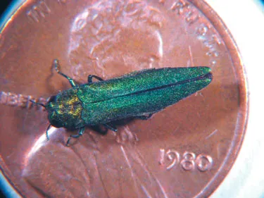 Emerald Ash Borer (Agrilus planipennis) β pest in Middle Tennessee