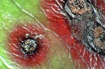 Entomosporium Leaf Spot — photo 2