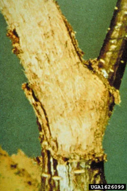 European Hornets — photo 2