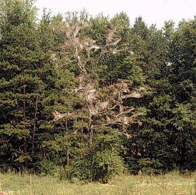 Fall Webworm — photo 2