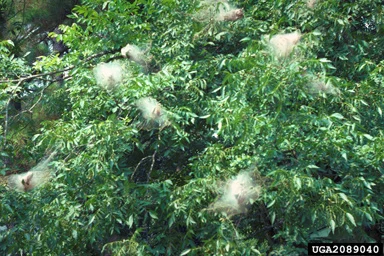 Fall Webworms — photo 2