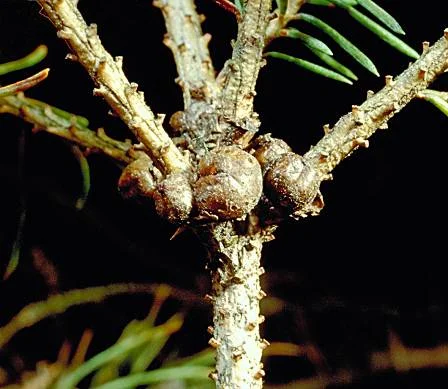 Fletcher — photo 2