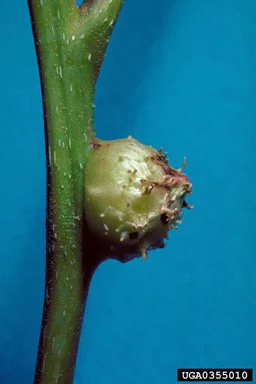 Galls — photo 2