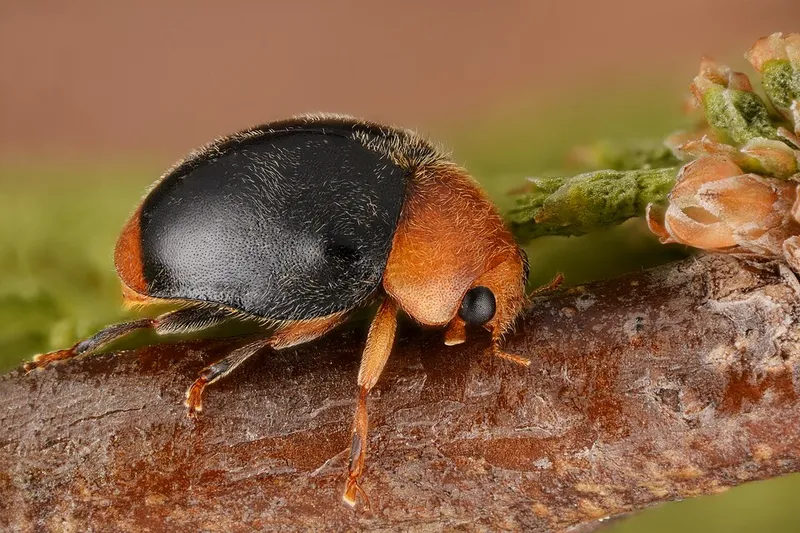Gill's Mealybug (N/A) β pest in Middle Tennessee