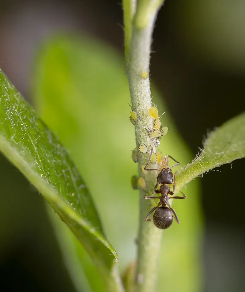 Green Peach Aphid (Myzus persicae) β pest in Middle Tennessee