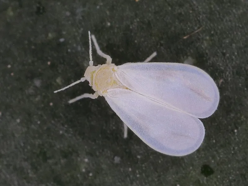 Greenhouse Whitefly (Trialeurodes vaporariorum) β pest in Middle Tennessee