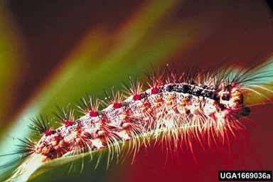 Gypsy Moth — photo 2