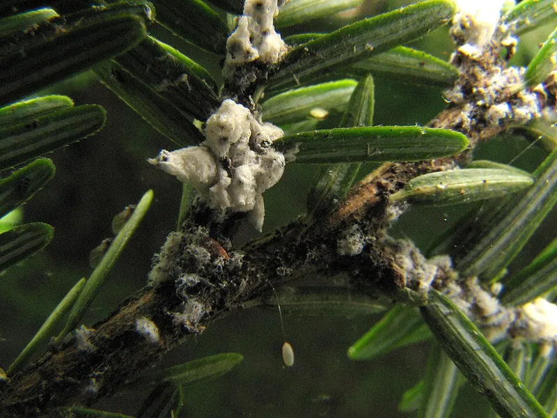 Hemlock Woolly Adelgid (N/A) β pest in Middle Tennessee