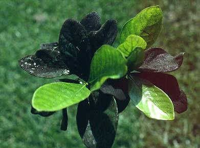 Honeylocust — photo 2