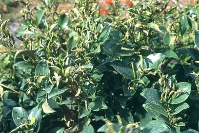 Honeylocust — photo 3