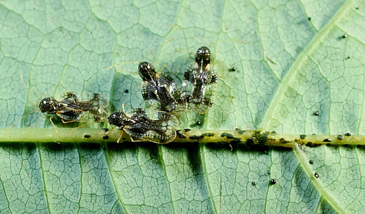 Honeylocust — photo 4