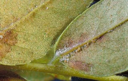 Honeylocust — photo 5