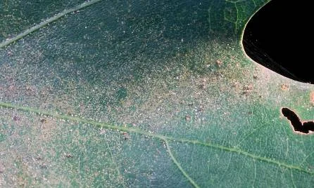 Honeylocust — photo 6