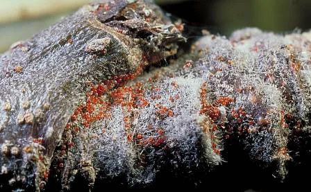 Honeylocust — photo 7