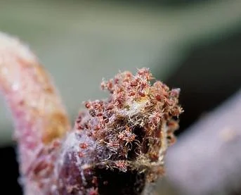 Honeylocust — photo 8