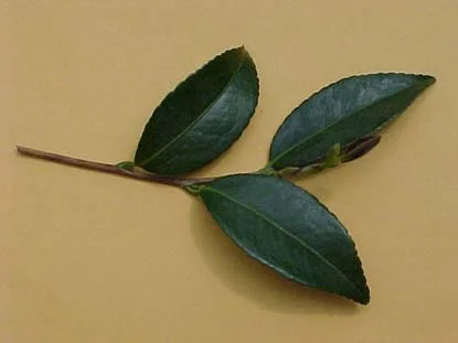 IFAS Leon Co. — photo 4